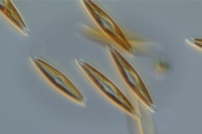 Observation de diatomées d'eau douce - 1mn 05s